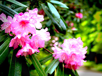 四季の花